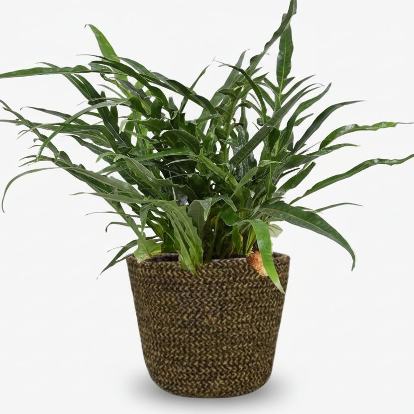 Aglaomorpha Coronans — Fougère épiphyte — Ø17 cm — H45 cm + pot Selin noir - Verdeia