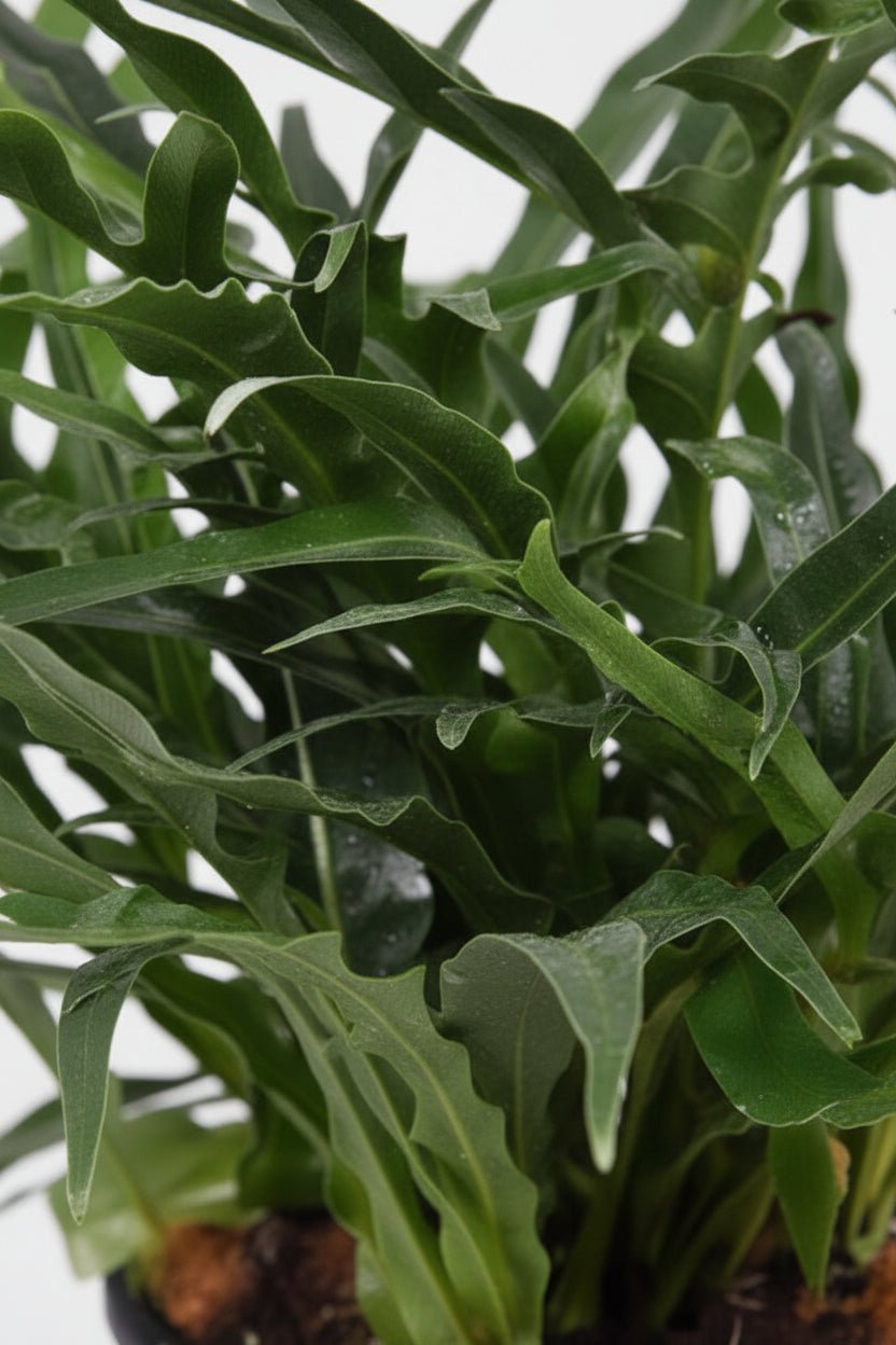 Aglaomorpha Coronans — Fougère épiphyte - Verdeia