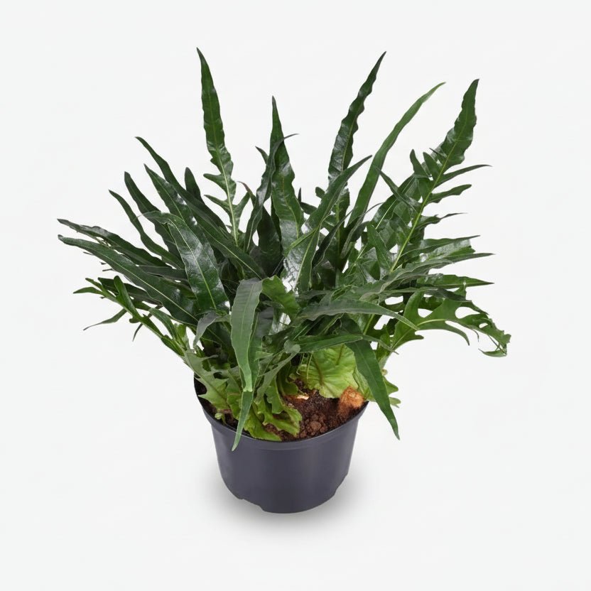 Aglaomorpha Coronans — Fougère épiphyte - Verdeia