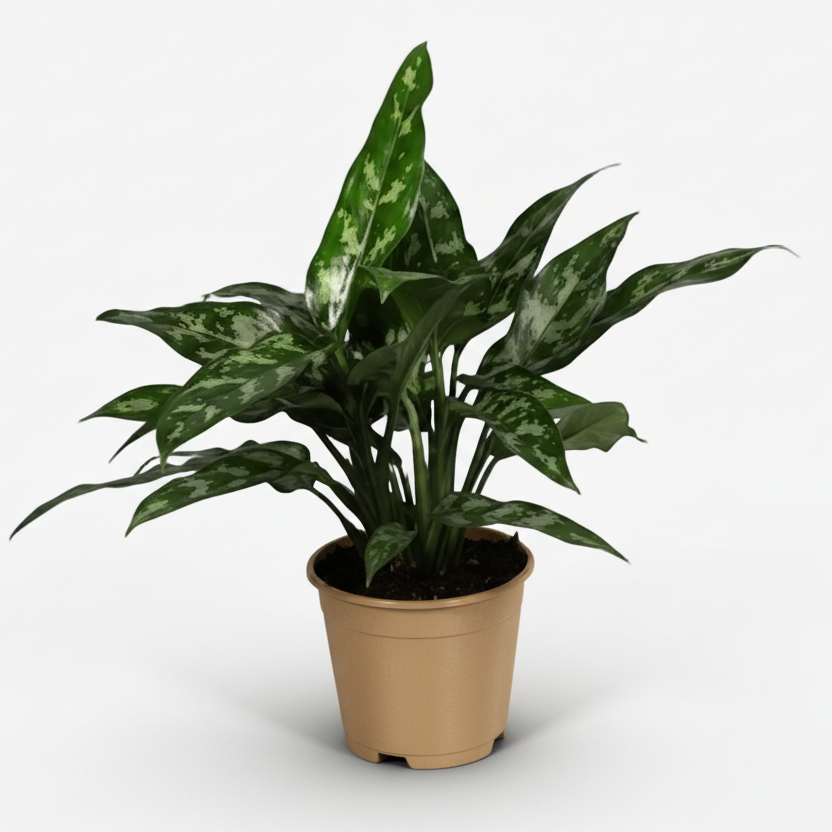 Aglaonema Maria – Plante tropicale d’intérieur aux reflets argentés - Verdeia
