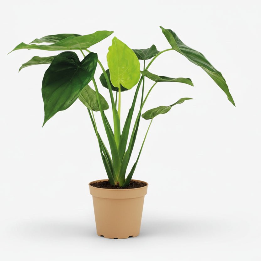 Alocasia Cucullata — Oreille d&