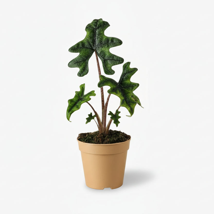 Alocasia Jacklyn – Ø12 cm – H30 cm - Verdeia