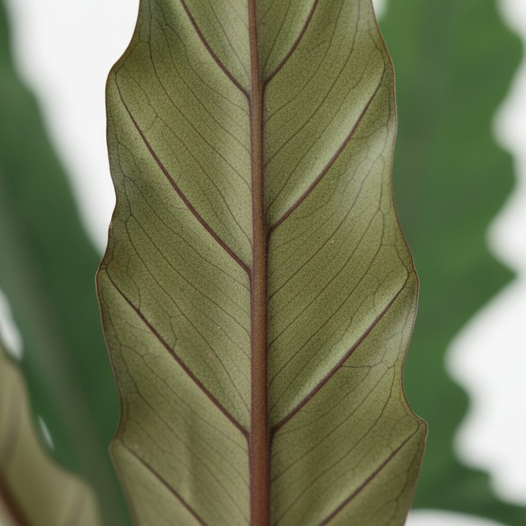 Alocasia Lauterbachiana – Ø19 cm – H80 cm - Verdeia