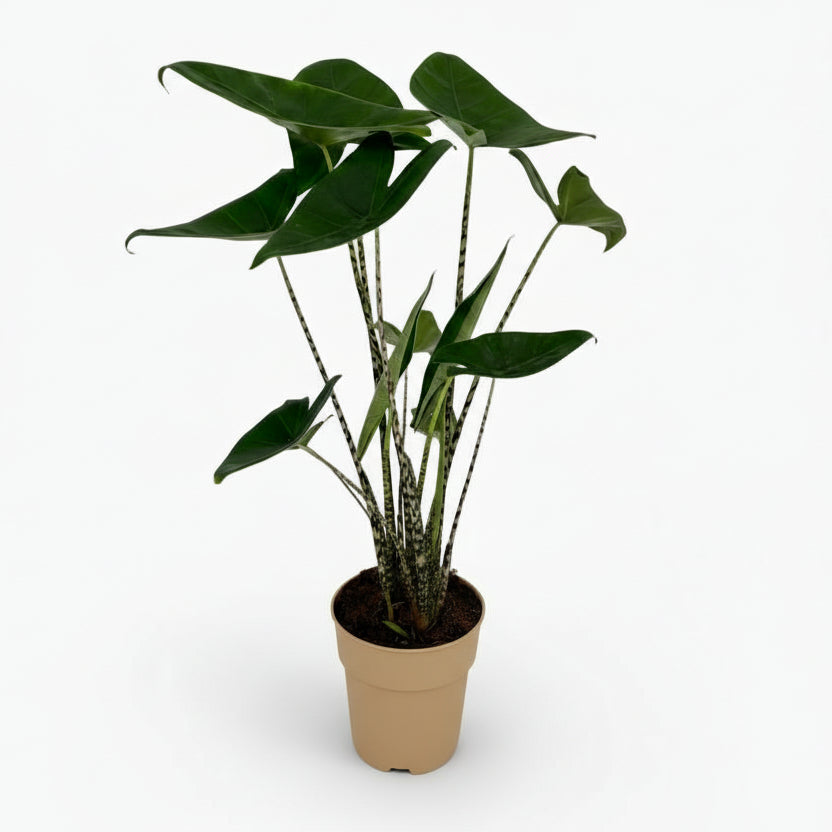 Alocasia zebrina – Oreille d’éléphant zébrée - Verdeia