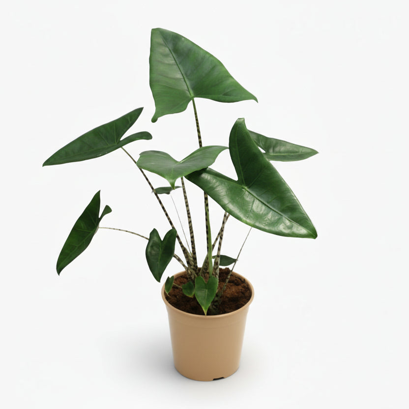 Alocasia zebrina – Oreille d’éléphant zébrée - Verdeia