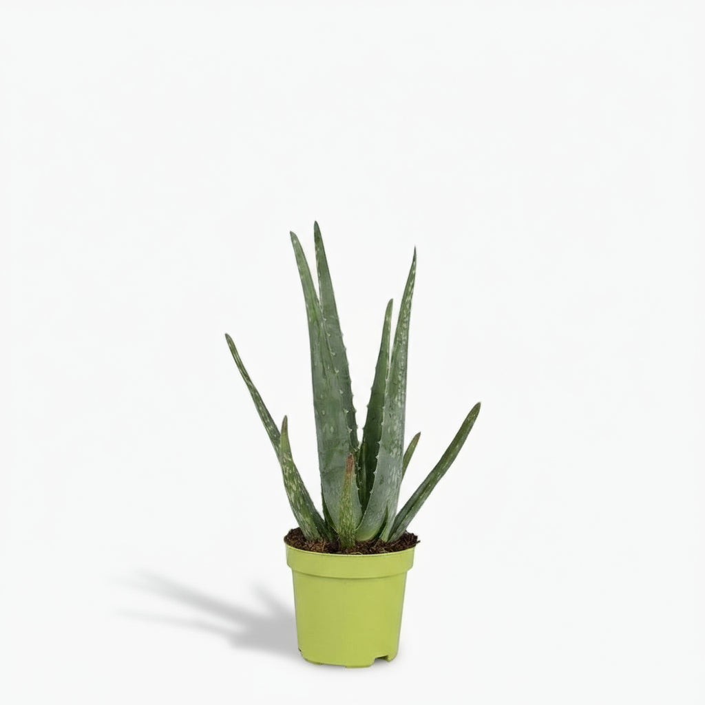 Aloe vera – Plante succulente purifiante - Verdeia