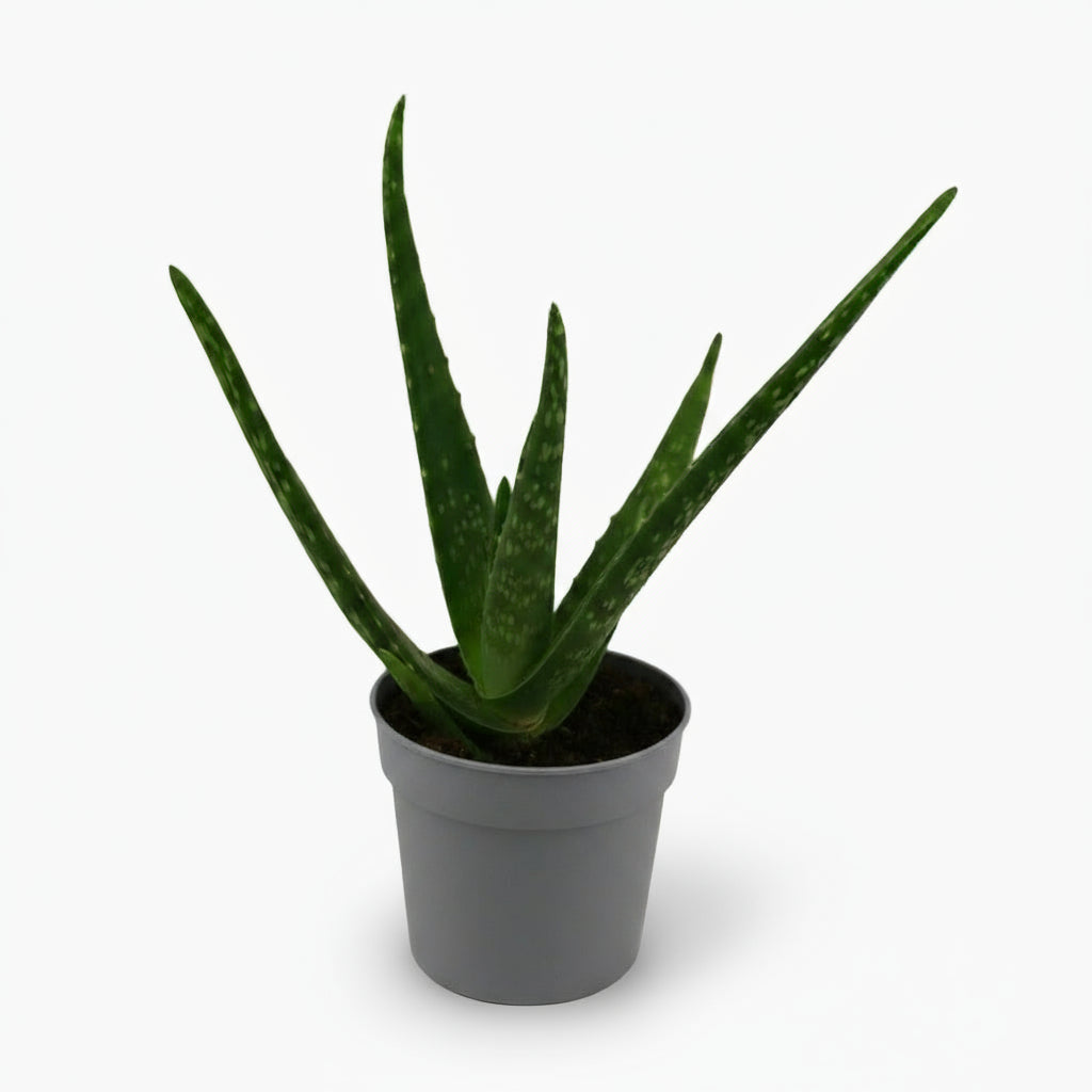 Aloe vera – Plante succulente purifiante - Verdeia