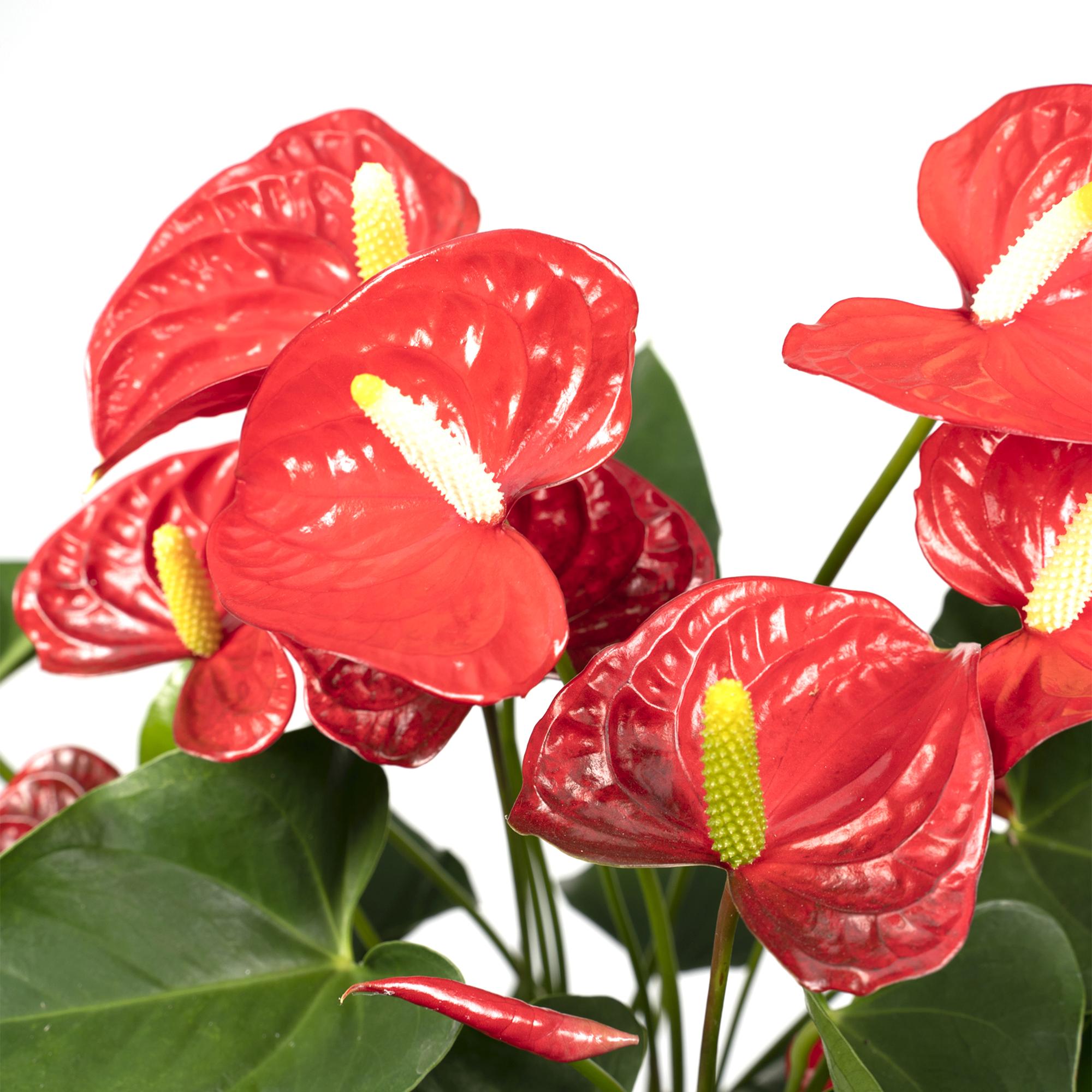 Anthurium Red – Fleur de Flamant / Langue de feu - Verdeia