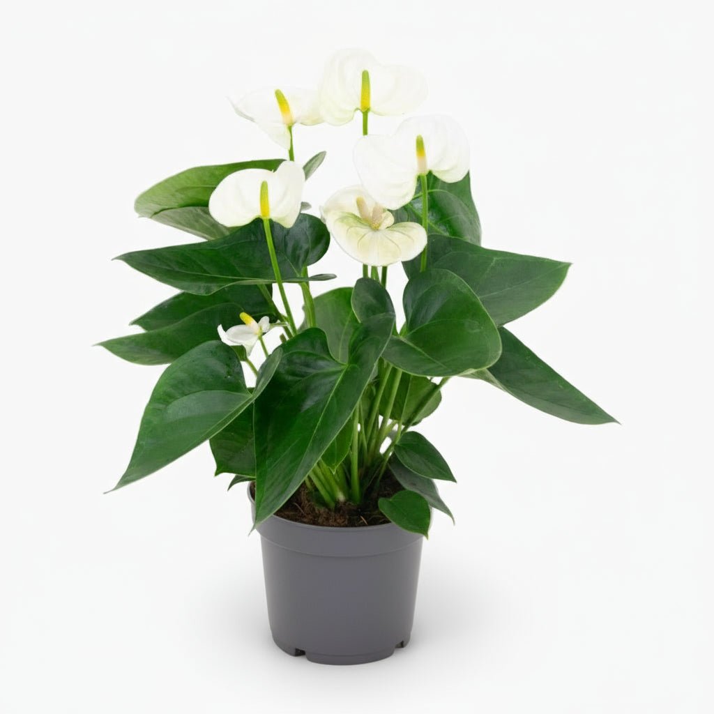 Anthurium White — Ø12 cm — H43 cm - Verdeia