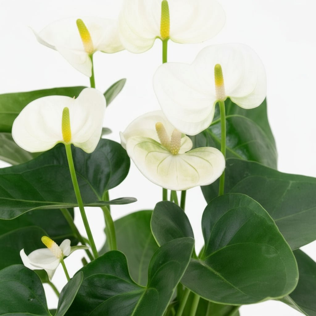 Anthurium White — Ø12 cm — H43 cm - Verdeia
