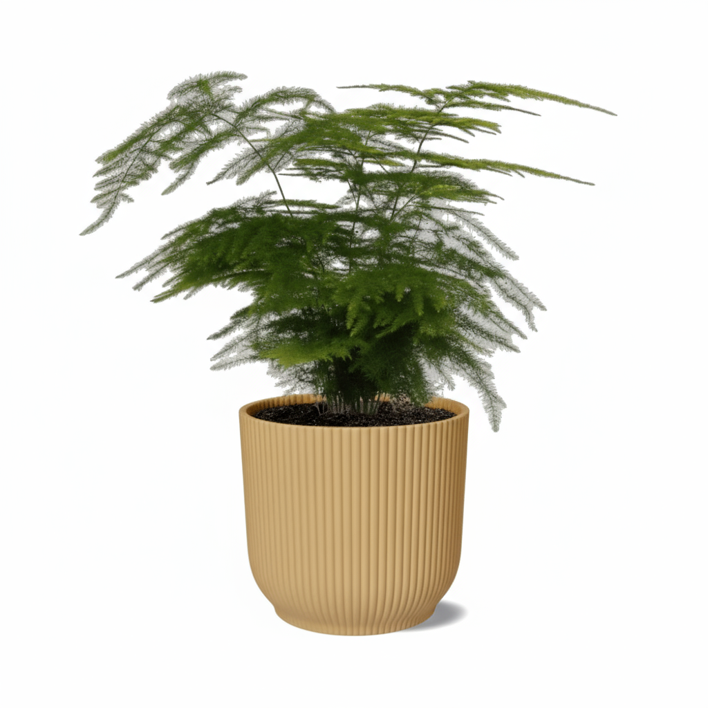 Asparagus setaceus – Fougère d’Asperge - Verdeia