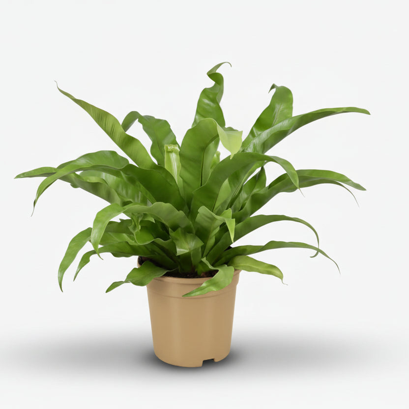 Asplenium Antiquum — Fougère nid d&