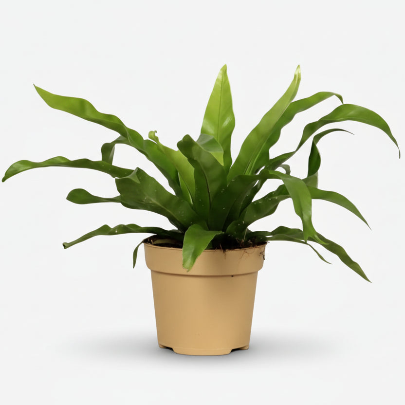 Asplenium Antiquum — Fougère nid d&