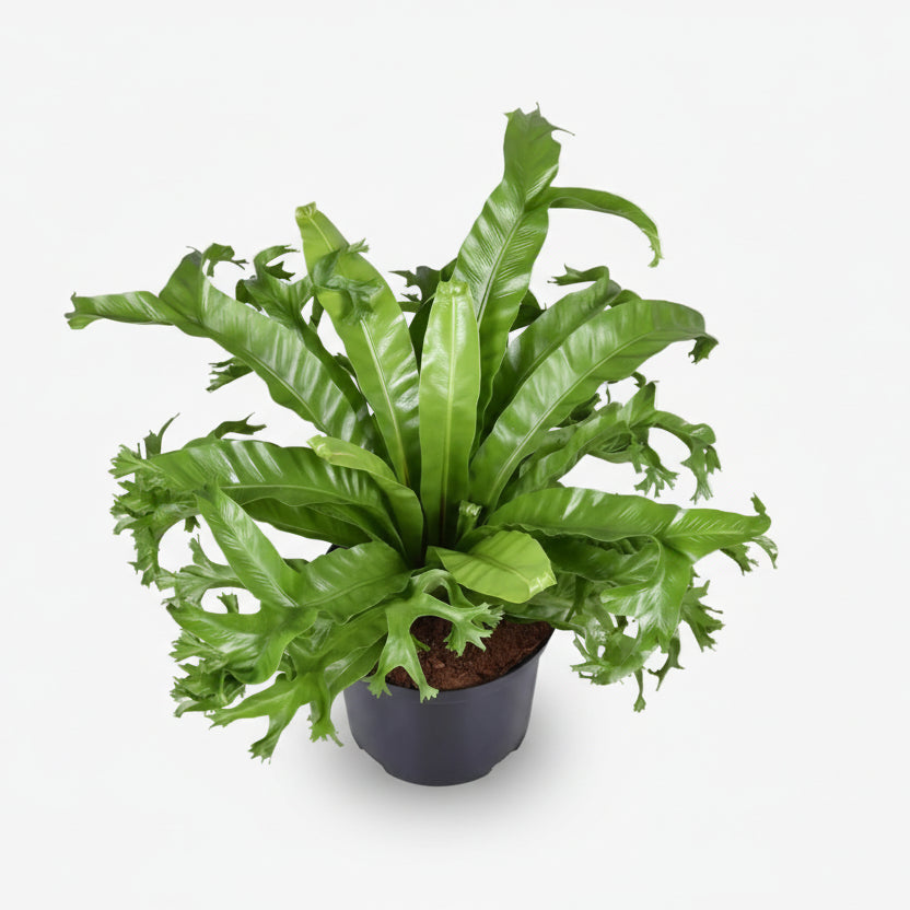 Asplenium Nidus Crissie — Fougère nid d&