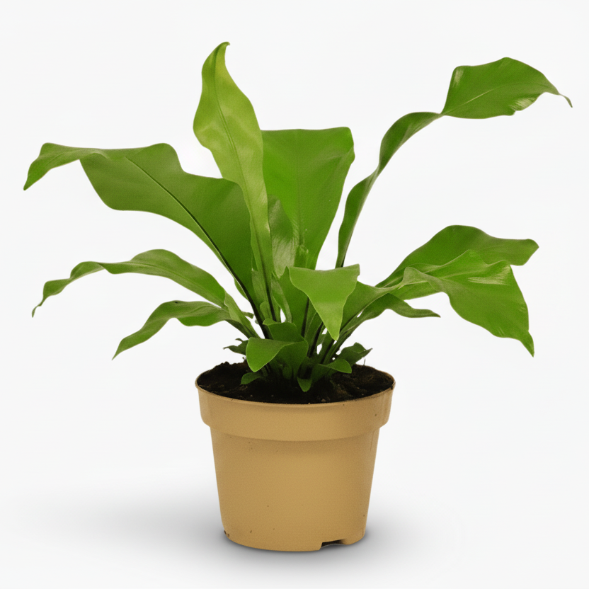 Asplenium nidus – Fougère nid d’oiseau - Verdeia