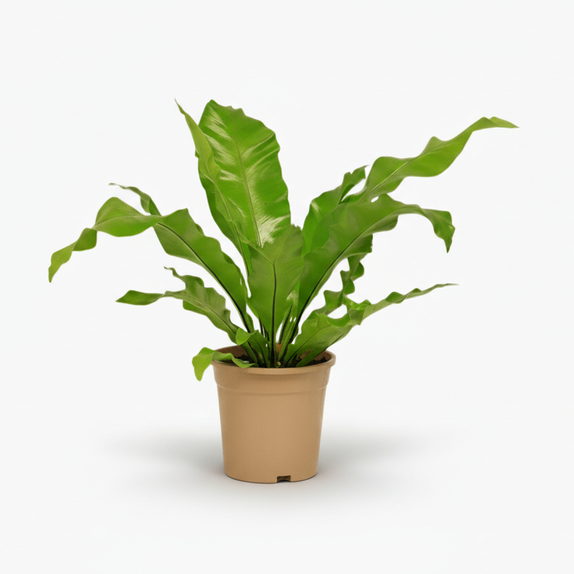 Asplenium nidus – Fougère nid d’oiseau - Verdeia