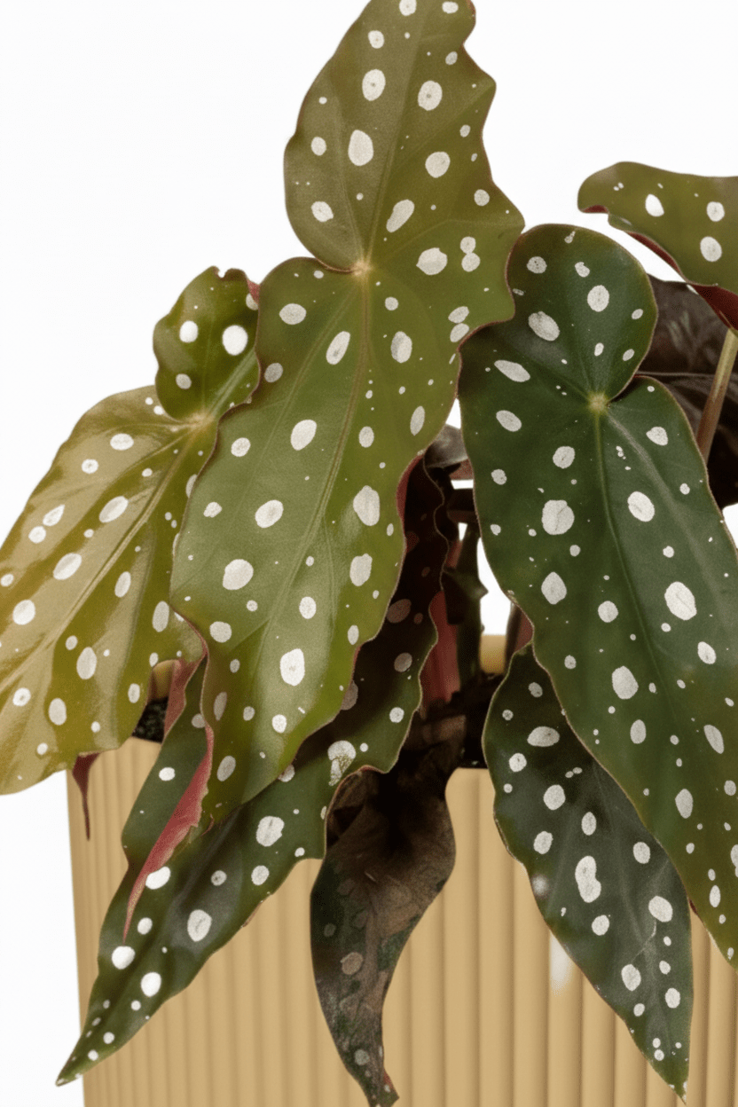 Begonia Maculata — Bégonia bambou — Ø14 cm — H30 cm + ELHO Vibes Fold jaune - Verdeia