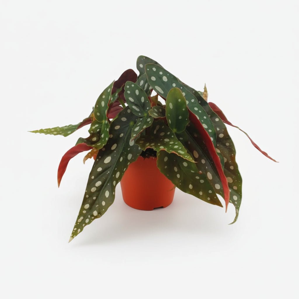 Begonia Maculata - Ø12cm - H20cm - Verdeia