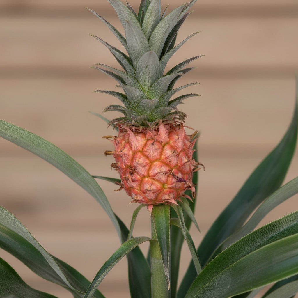 Bromelia Ananas Ø12cm – ↕30cm - Verdeia