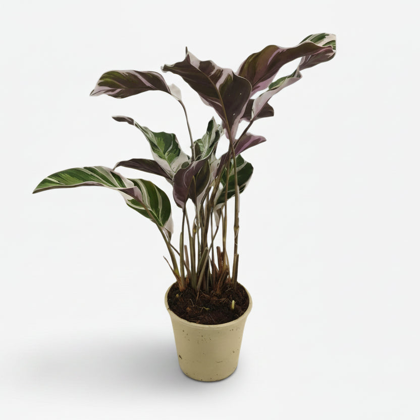 Calathea Fusion White Basic — D14 x H40 cm - Verdeia