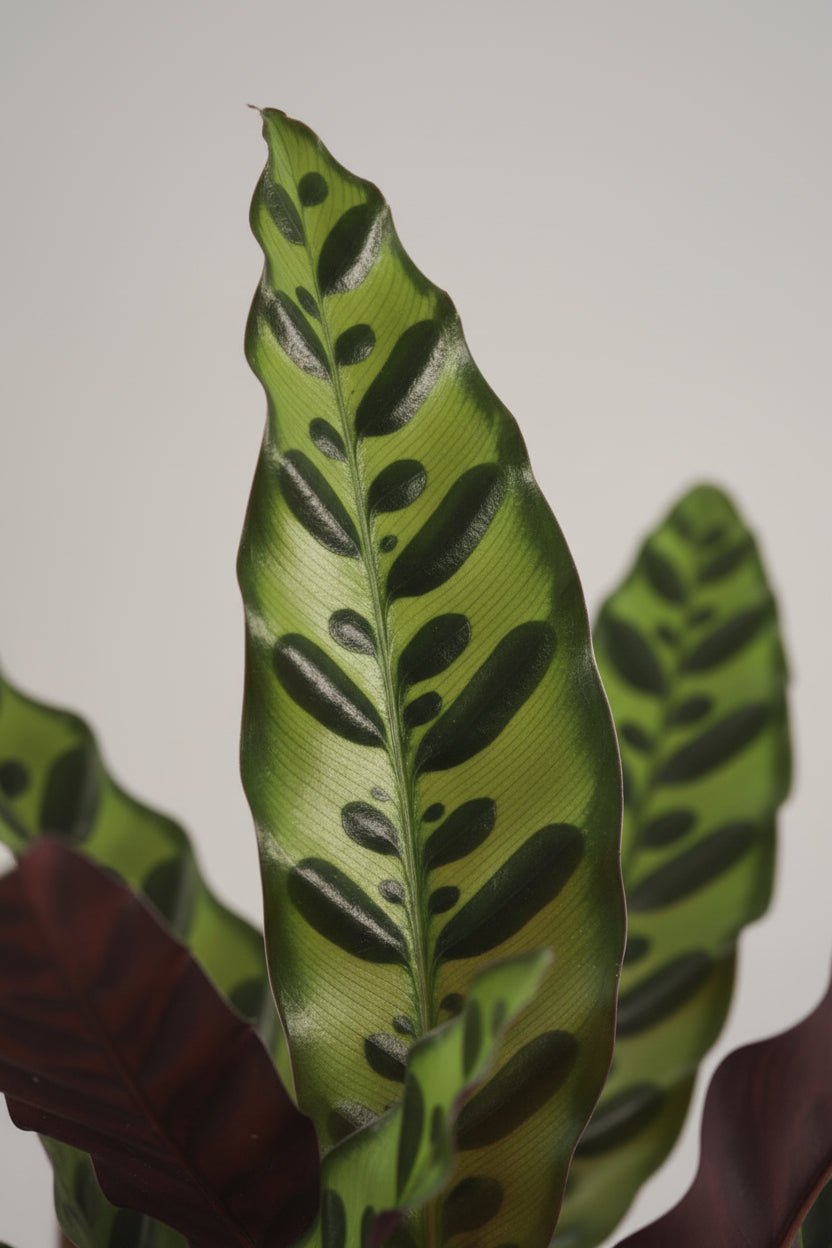 Calathea Lancifolia &