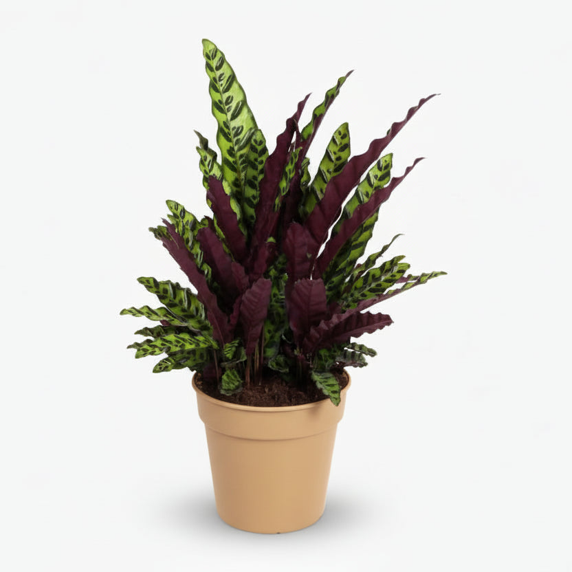 Calathea lancifolia ‘Insignis’ - Verdeia