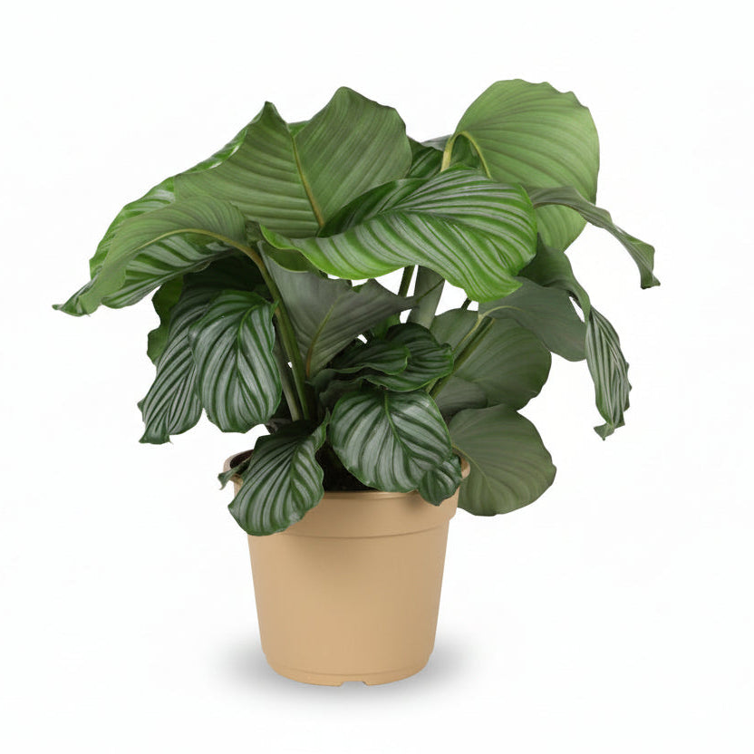 Calathea orbifolia – Plante paon tropicale - Verdeia