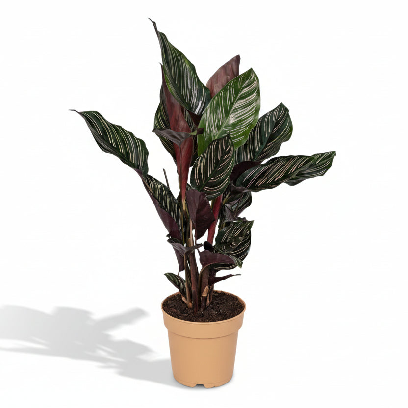 Calathea ornata – Ø14cm – 50cm - Verdeia
