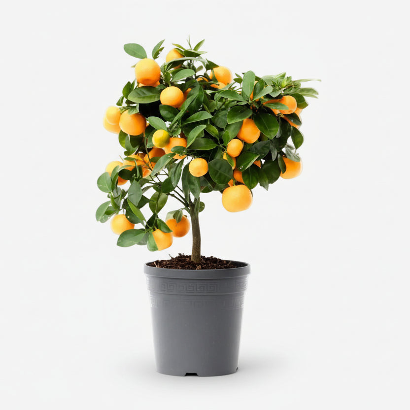 Citrus Calamondin — Ø15 cm — H40 cm - Verdeia
