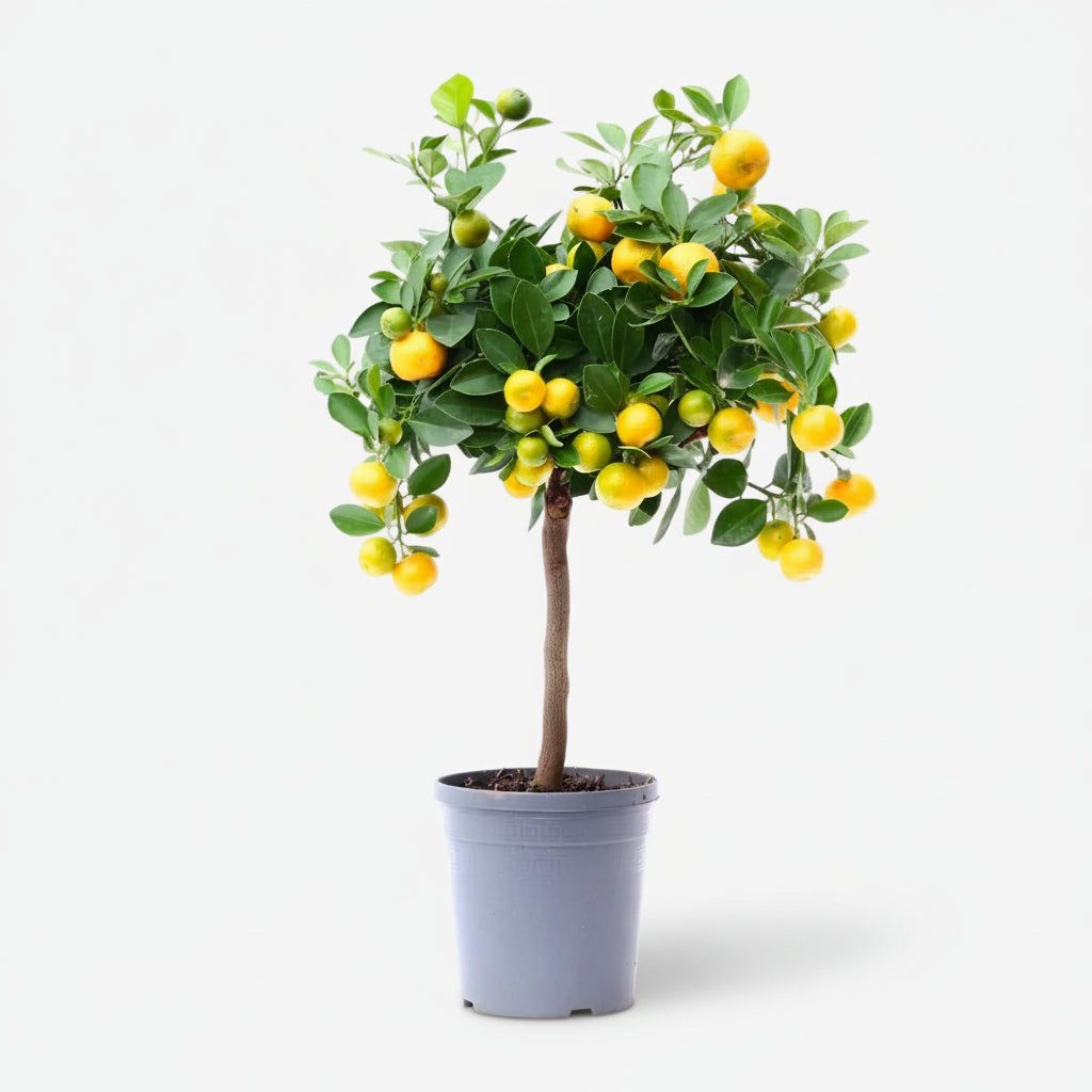 Citrus Calamondin — Oranger d&