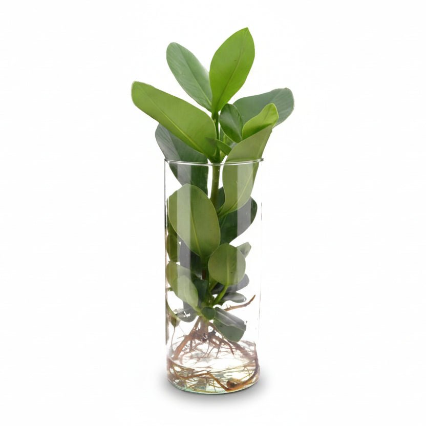 Clusia en bocal cylindre — Plante hydroponique — Ø12 cm — H30 cm - Verdeia