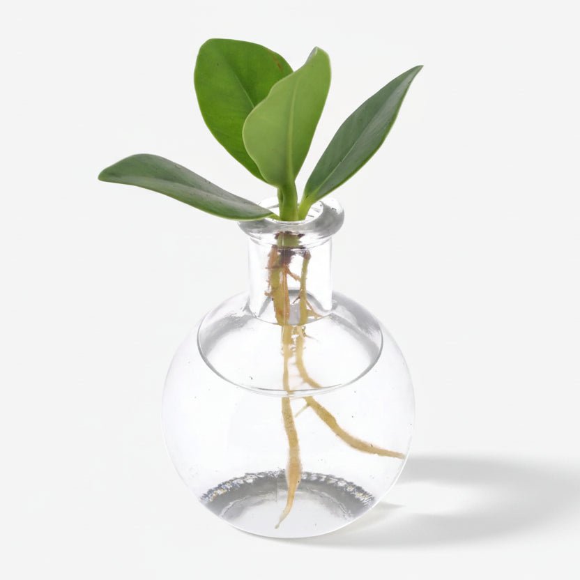 Clusia en bocal Samoa — Plante hydroponique mini — Ø5 cm — H10 cm - Verdeia