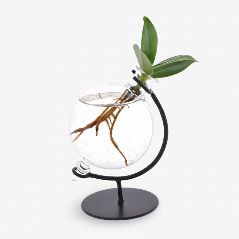 Clusia en bocal Victoria — Plante hydroponique mini — Ø5 cm — H10 cm - Verdeia