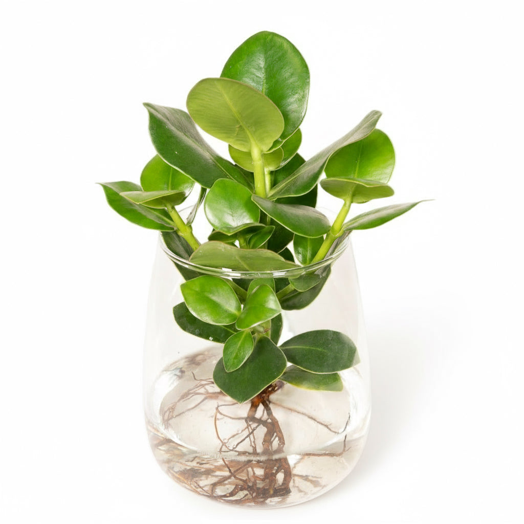 Clusia hydroponique en verre Kingston – Ø12cm – ↕30cm - Verdeia