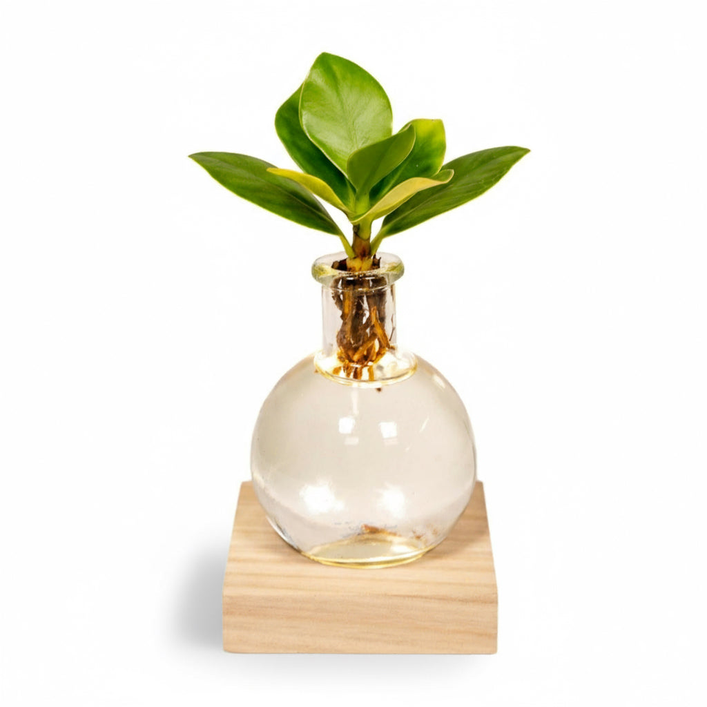 Clusia hydroponique en verre Samoa avec LED – Ø4cm – ↕10cm - Verdeia