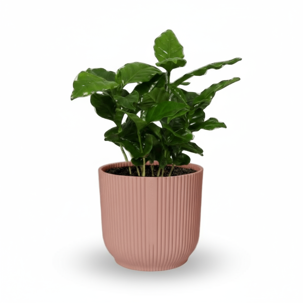 Coffea arabica – Caféier - Verdeia