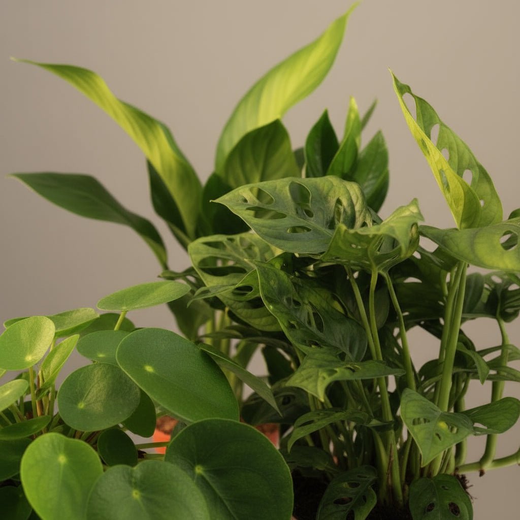 Coffret 4 plantes vertes incontournables — Ø12 cm — H20 - 40 cm - Verdeia