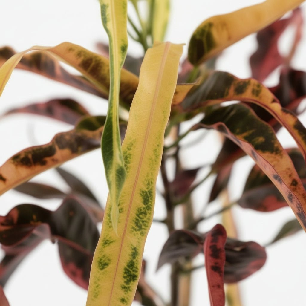 Croton Dreadlock – Ø19 cm – H70 cm - Verdeia