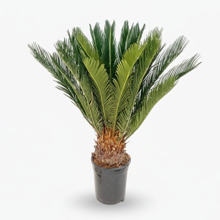 Cycas Revoluta — Ø17 cm — H60 cm - Verdeia