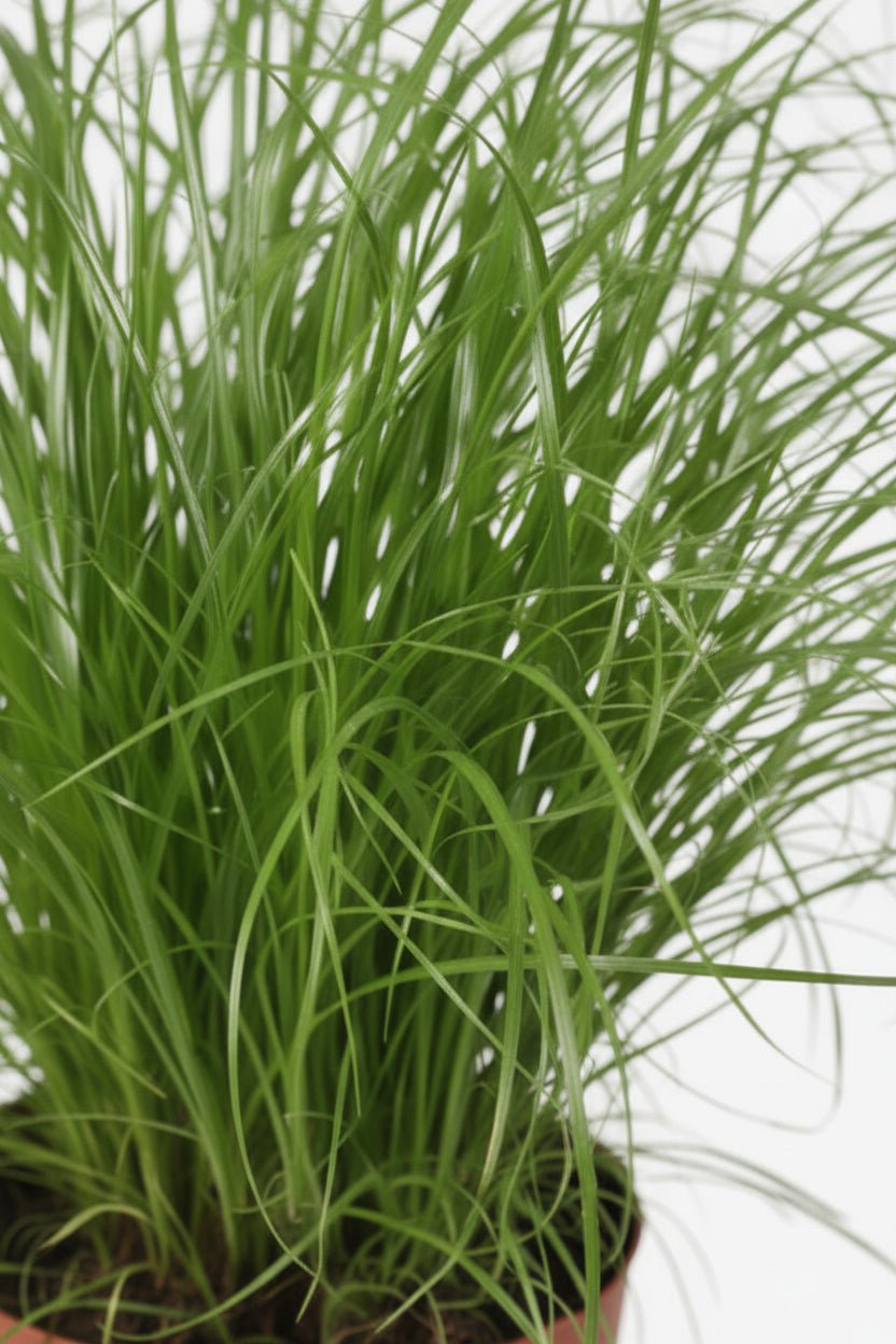 Cyperus Alternifolius Zumula — Papyrus — Ø12 cm — H28 cm - Verdeia