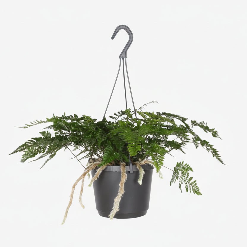 Davallia Bullata - Ø17cm - H30cm - Verdeia