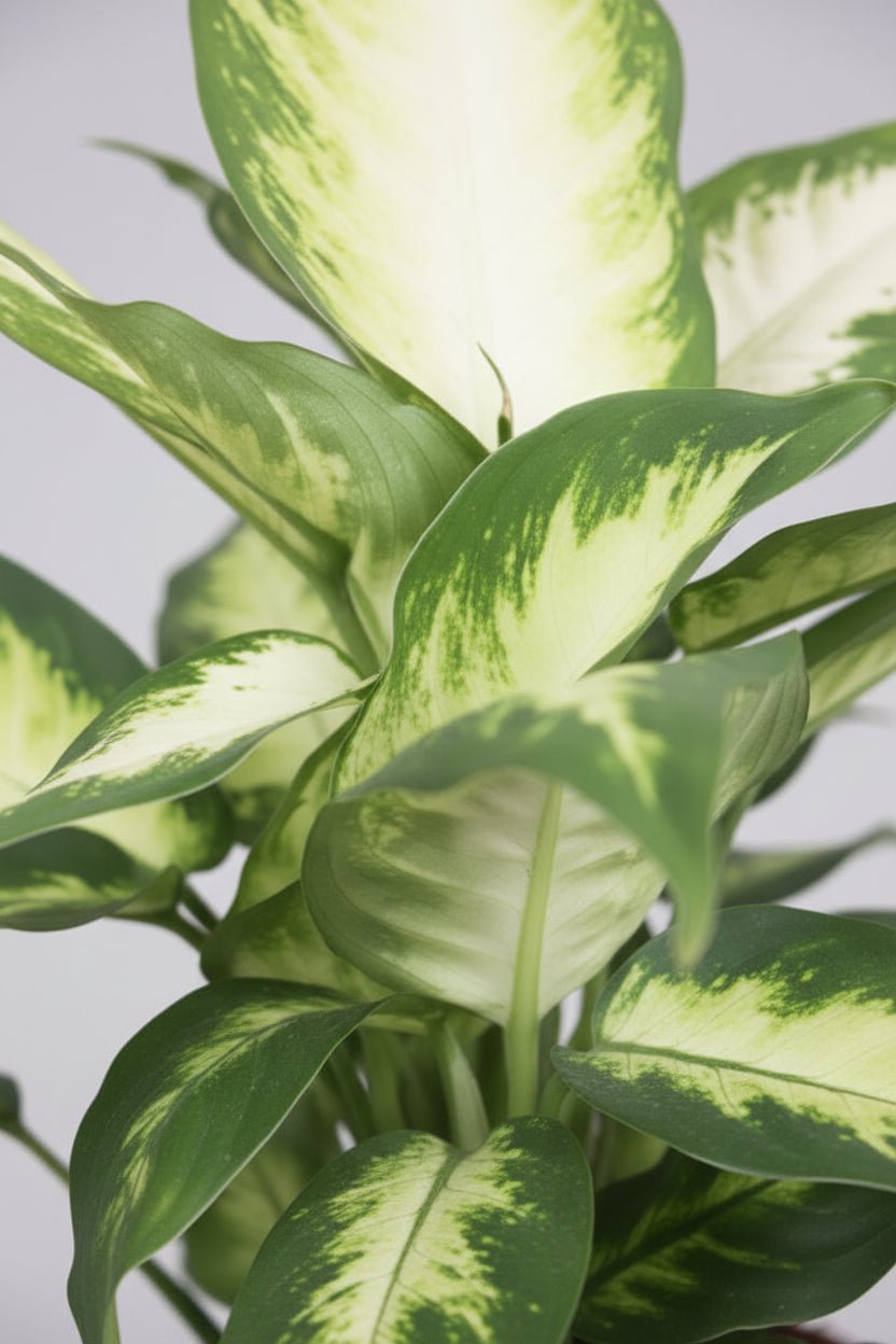 Dieffenbachia Camilla — Ø17 cm — H45 cm - Verdeia