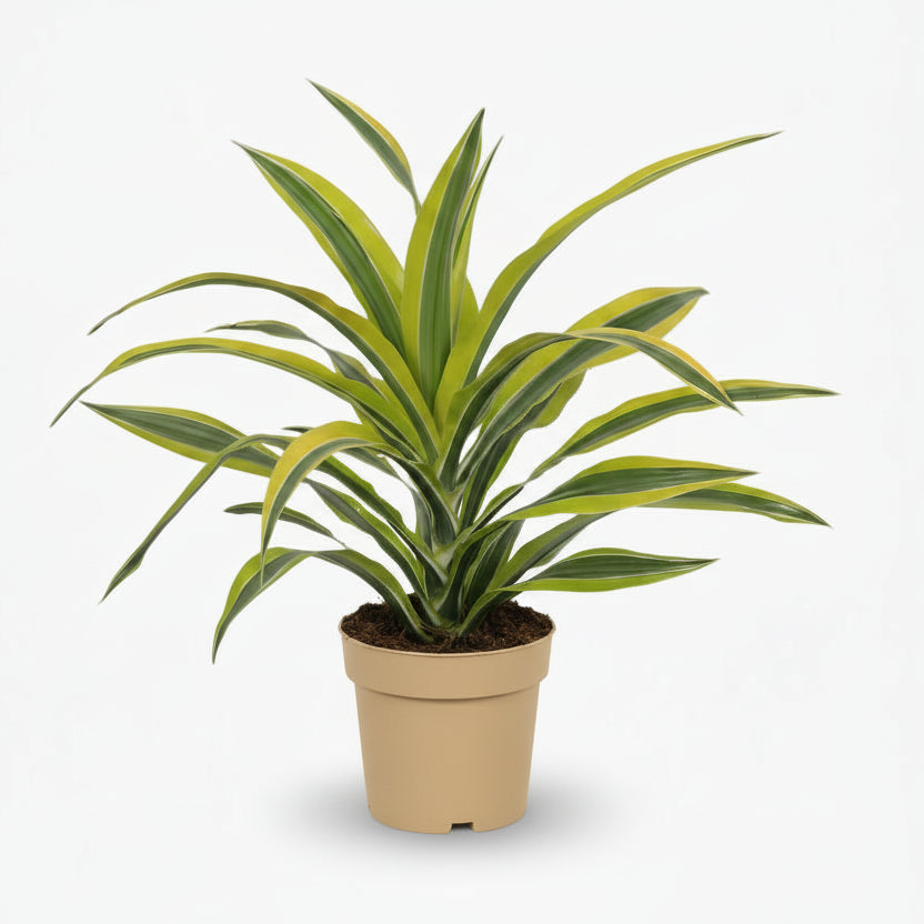 Dracaena Lemon Lime – Dragonnier d’intérieur panaché - Verdeia