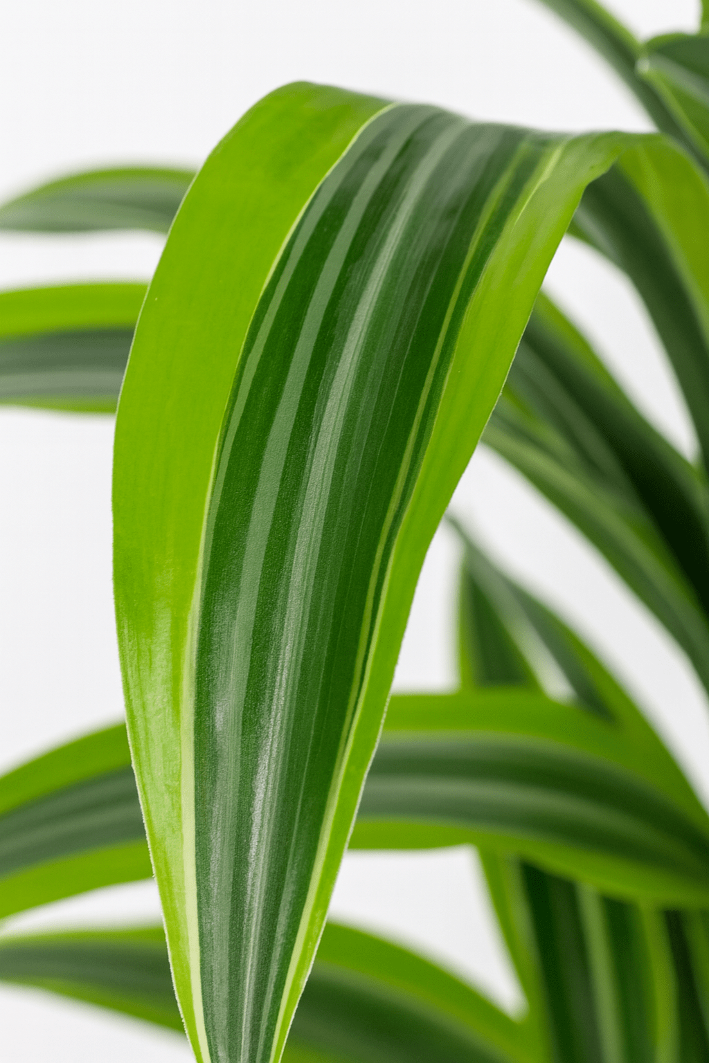 Dracaena Lemon Lime – Dragonnier d’intérieur panaché - Verdeia