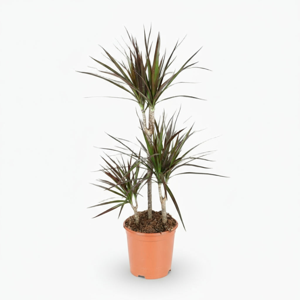 Dracaena Magenta – Dracène pourpre graphique - Verdeia