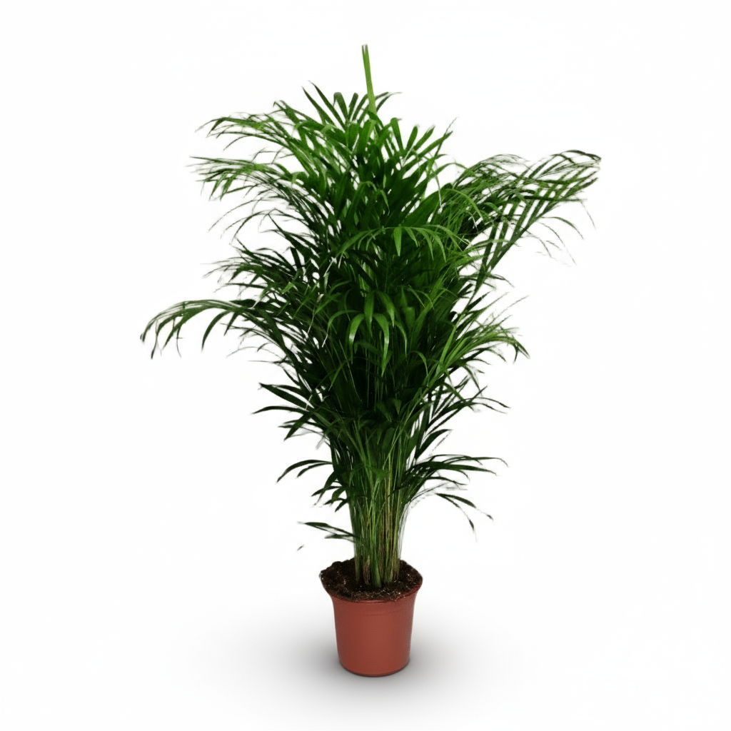 Dypsis lutescens – Palmier Areca (Palmier doré) - Verdeia
