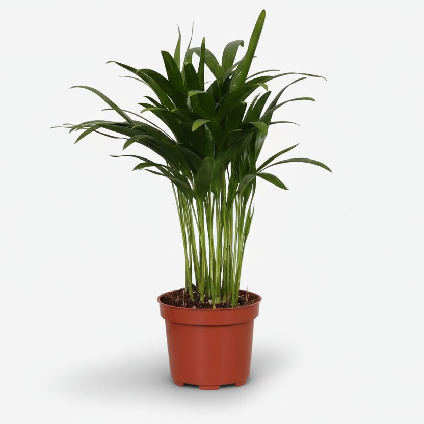 Dypsis lutescens – Palmier Areca (Palmier doré) - Verdeia