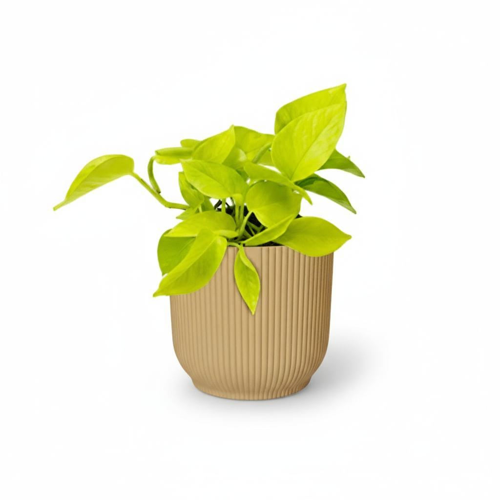 Epipremnum ‘Golden Pothos’ – Scindapsus doré - Verdeia