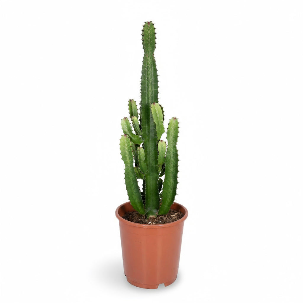 Euphorbia acrurensis – Cowboy Cactus / Euphorbe d’Afrique - Verdeia