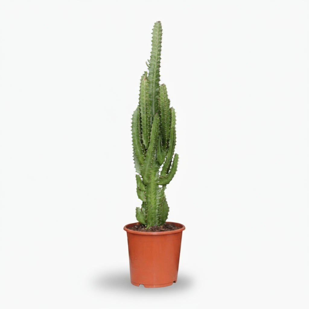 Euphorbia trigona — Arbre candélabre - Ø17 x H70 cm - Verdeia